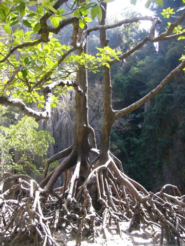 mangroves in hong